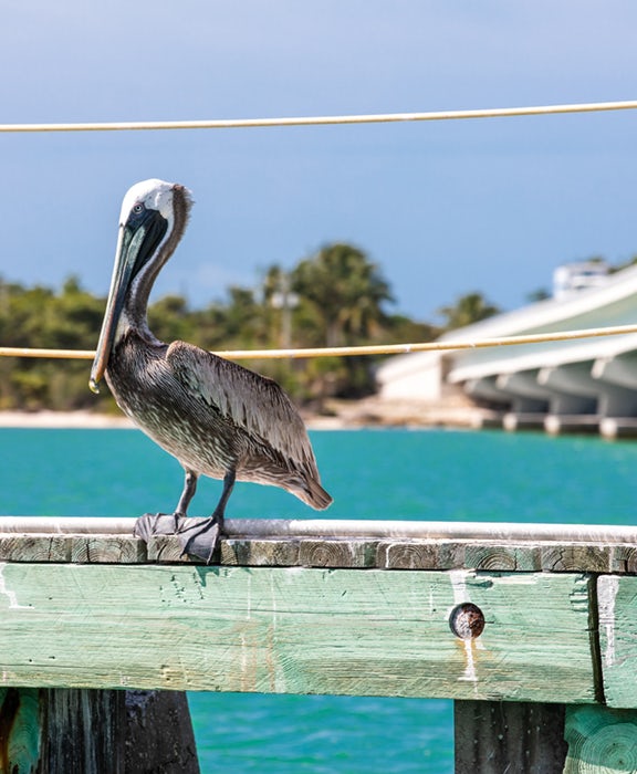 pelican in cape coral florida